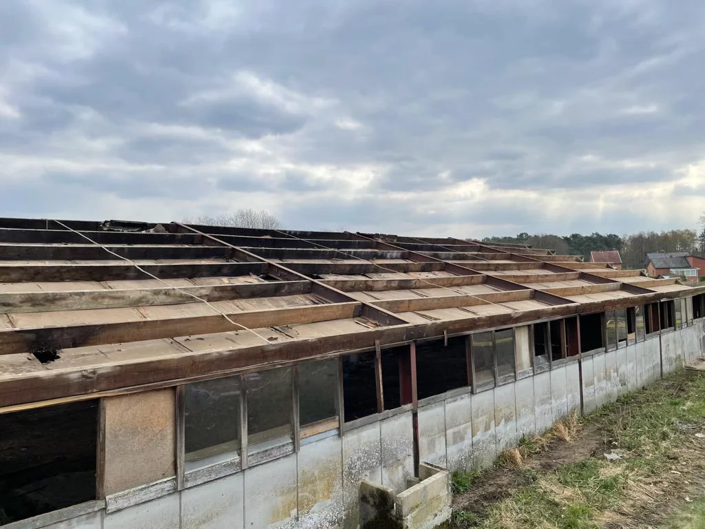 Leeggehaald stallendak in Beringen na verwijdering van de asbestgolfplaten