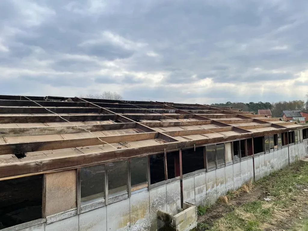 Stal in Beringen met een leeggehaald dak zonder golfplaten